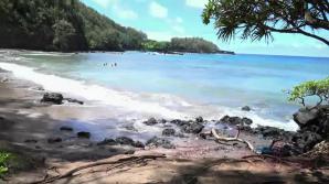 You take Kate out and explore the tropical island.