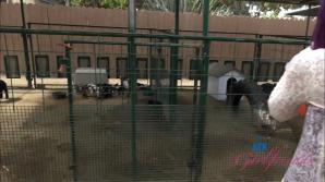 Lily Adams Pumpkin Patch